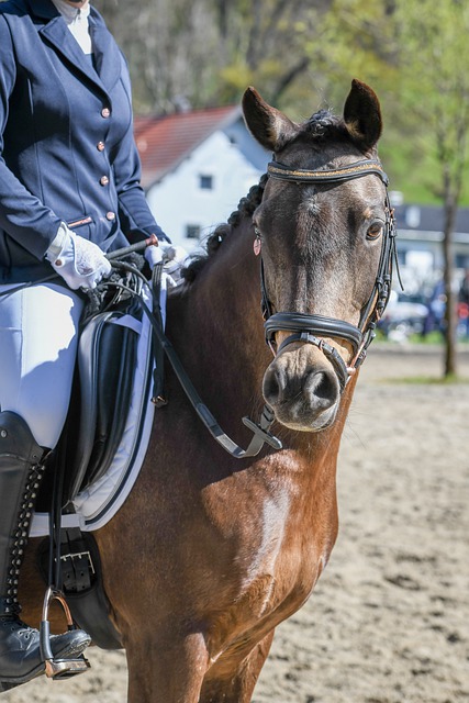 比分的机会 比分的机会